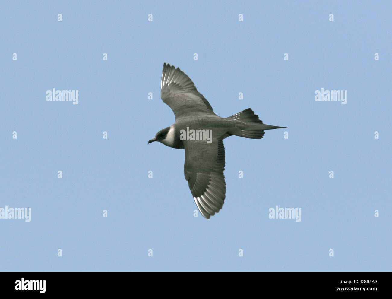 Arctic Skua Stercorarius parasiticus Stockfoto
