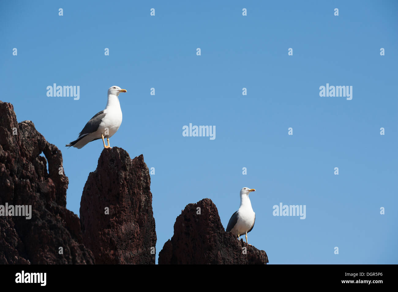 Geringerem Black-backed Möwen Larus Fuscus, Skokholm, South Pembrokeshire, Wales, Vereinigtes Königreich Stockfoto