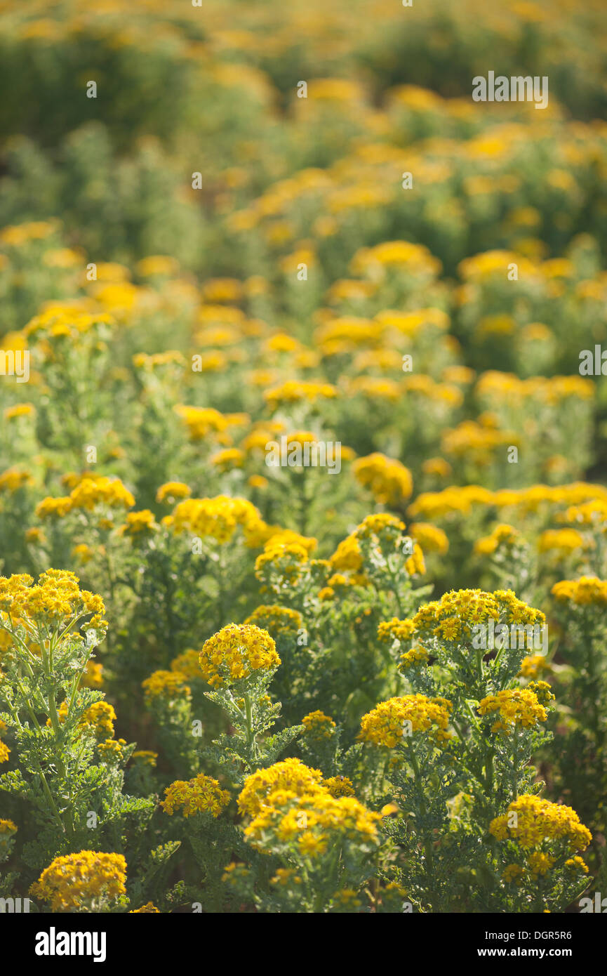 Gemeinsamen Kreuzkraut, Senecio jacobaea Stockfoto
