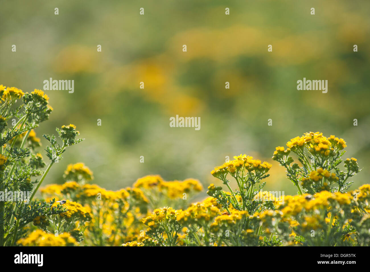 Gemeinsamen Kreuzkraut, Senecio jacobaea Stockfoto