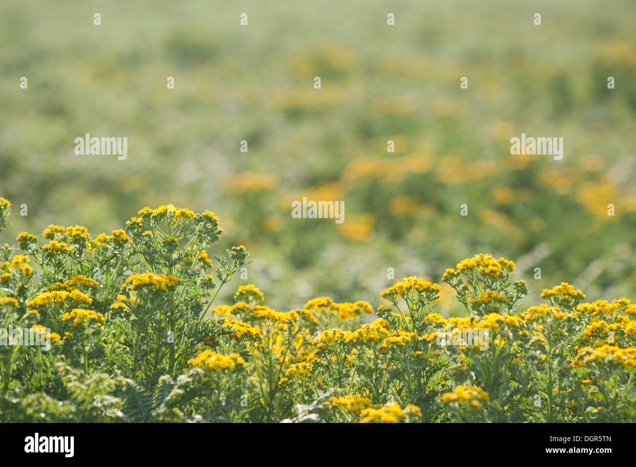 Gemeinsamen Kreuzkraut, Senecio jacobaea Stockfoto