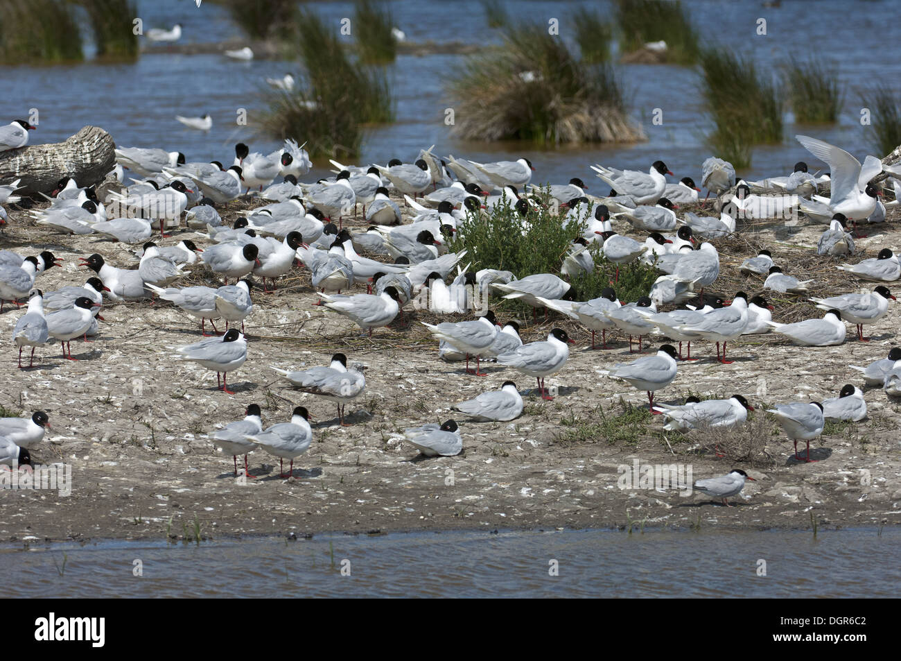 Kolonie von mediterranen Gull Stockfoto