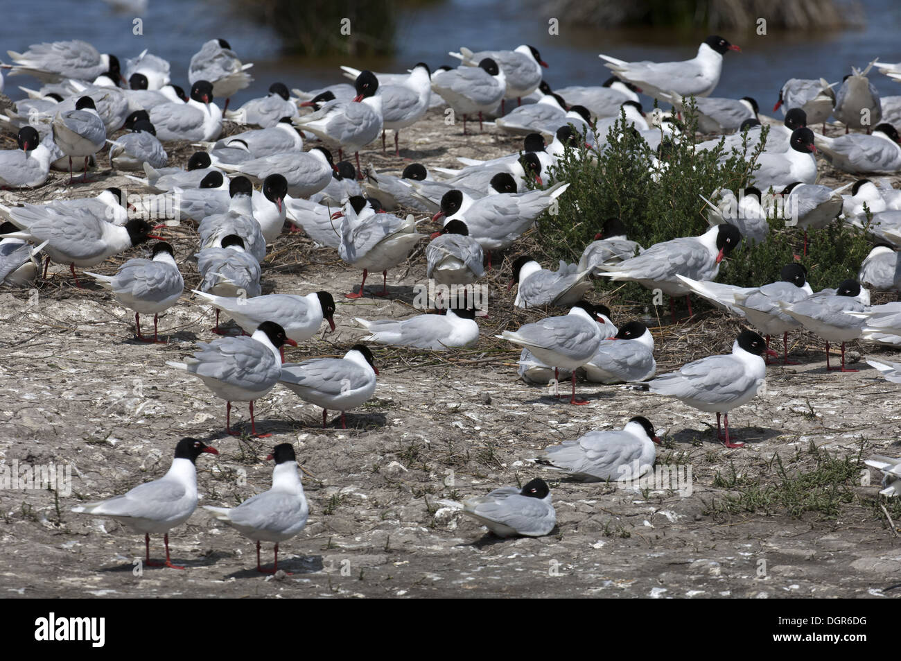 Kolonie von mediterranen Gull Stockfoto