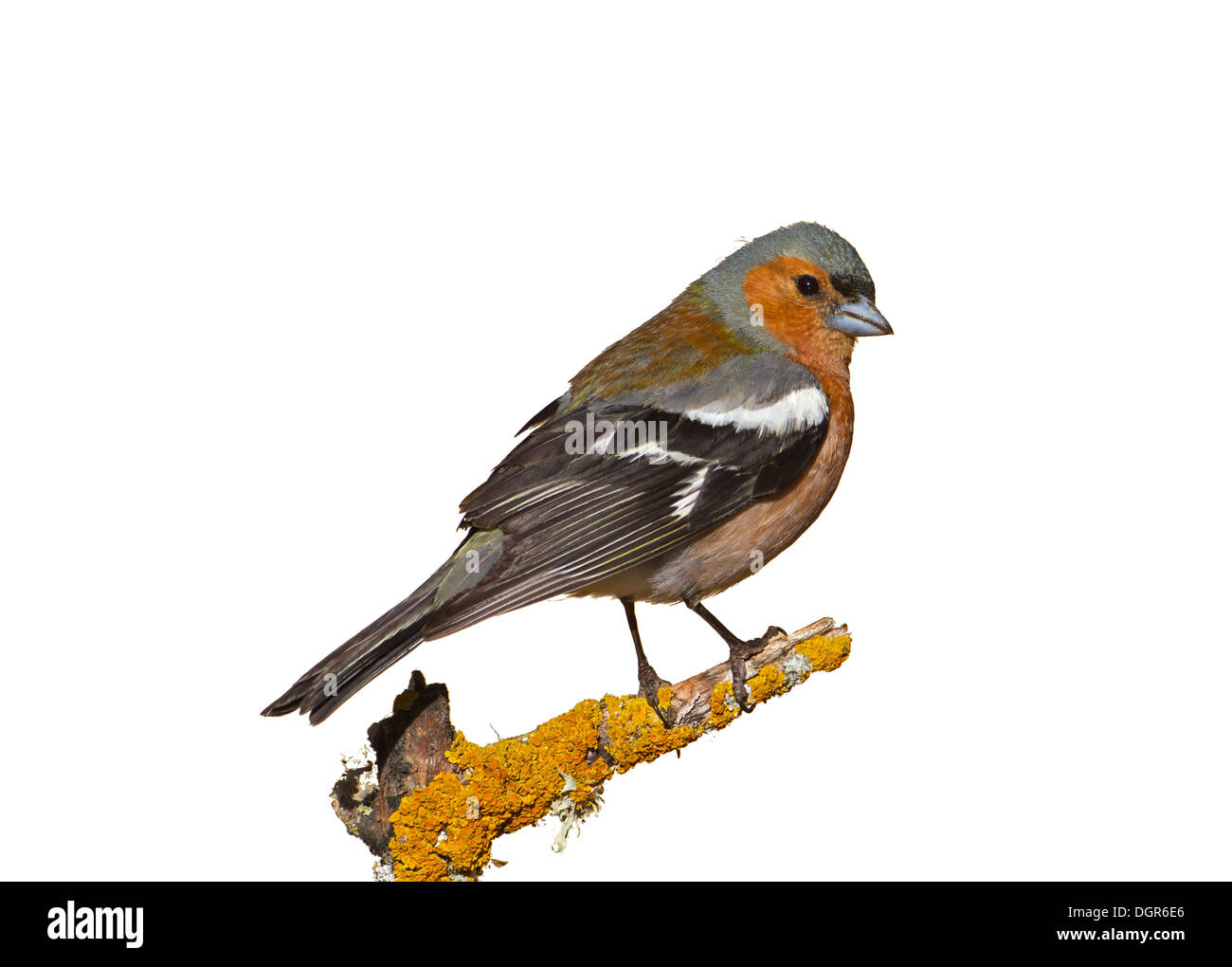 Buchfink - Fringilla Coelebs - männliche Sommer. Stockfoto