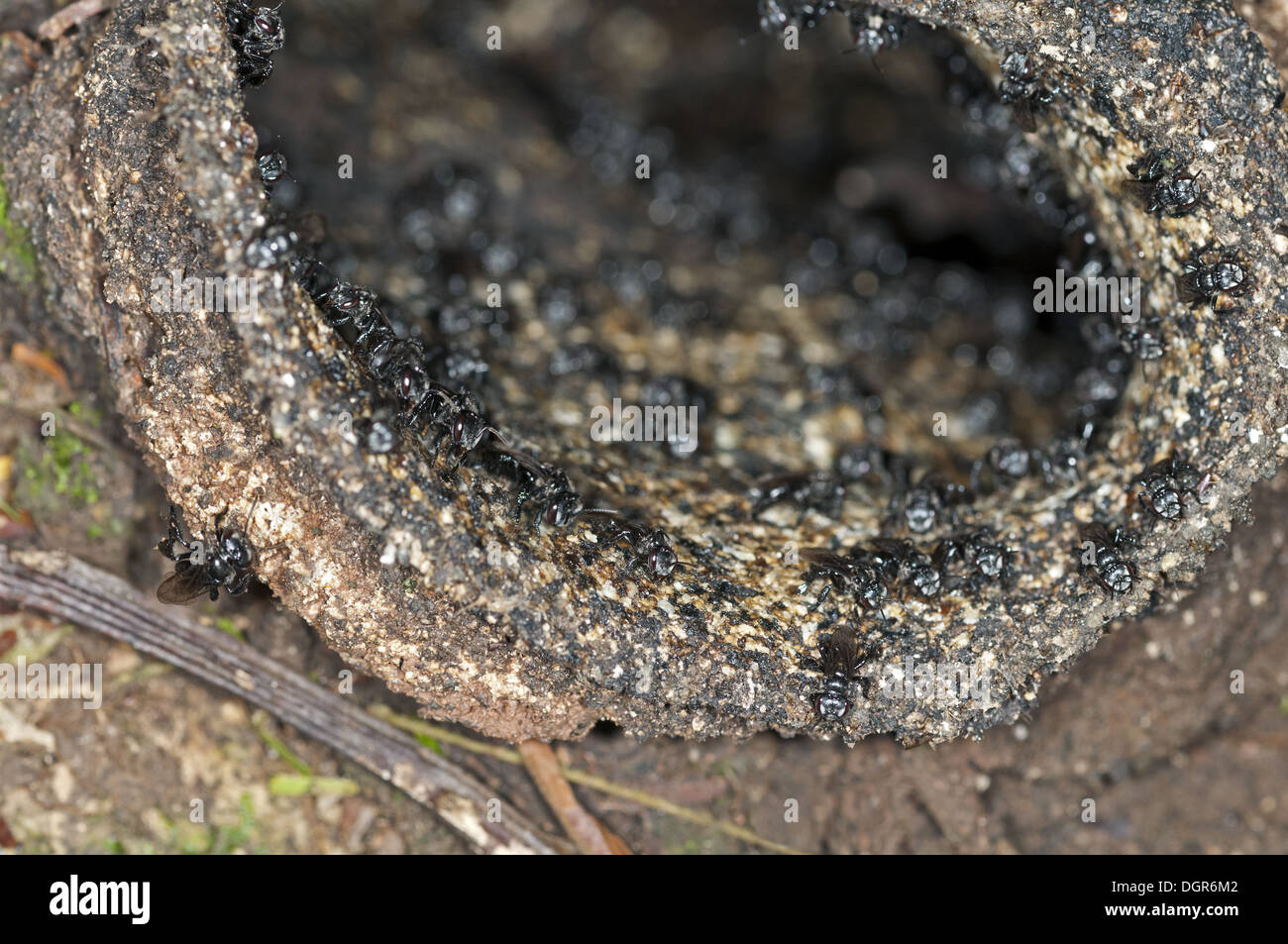 Nest der stachellosen eusozialen Wildbienen Stockfoto