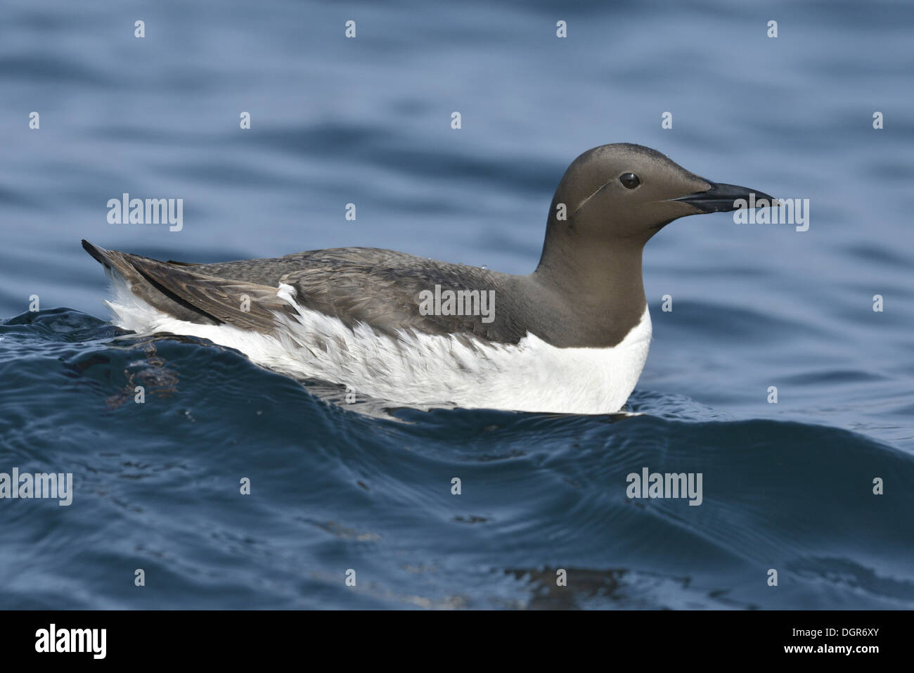 Guillemot Uria aalge Stockfoto