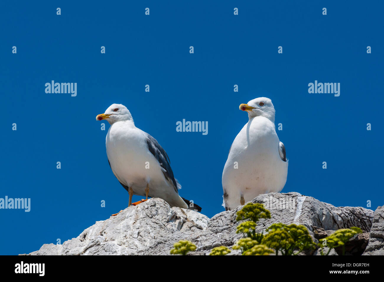 Vogel-Gaviotas, Larus, Meer, Láridos, Laridae, Auwälder Stockfoto