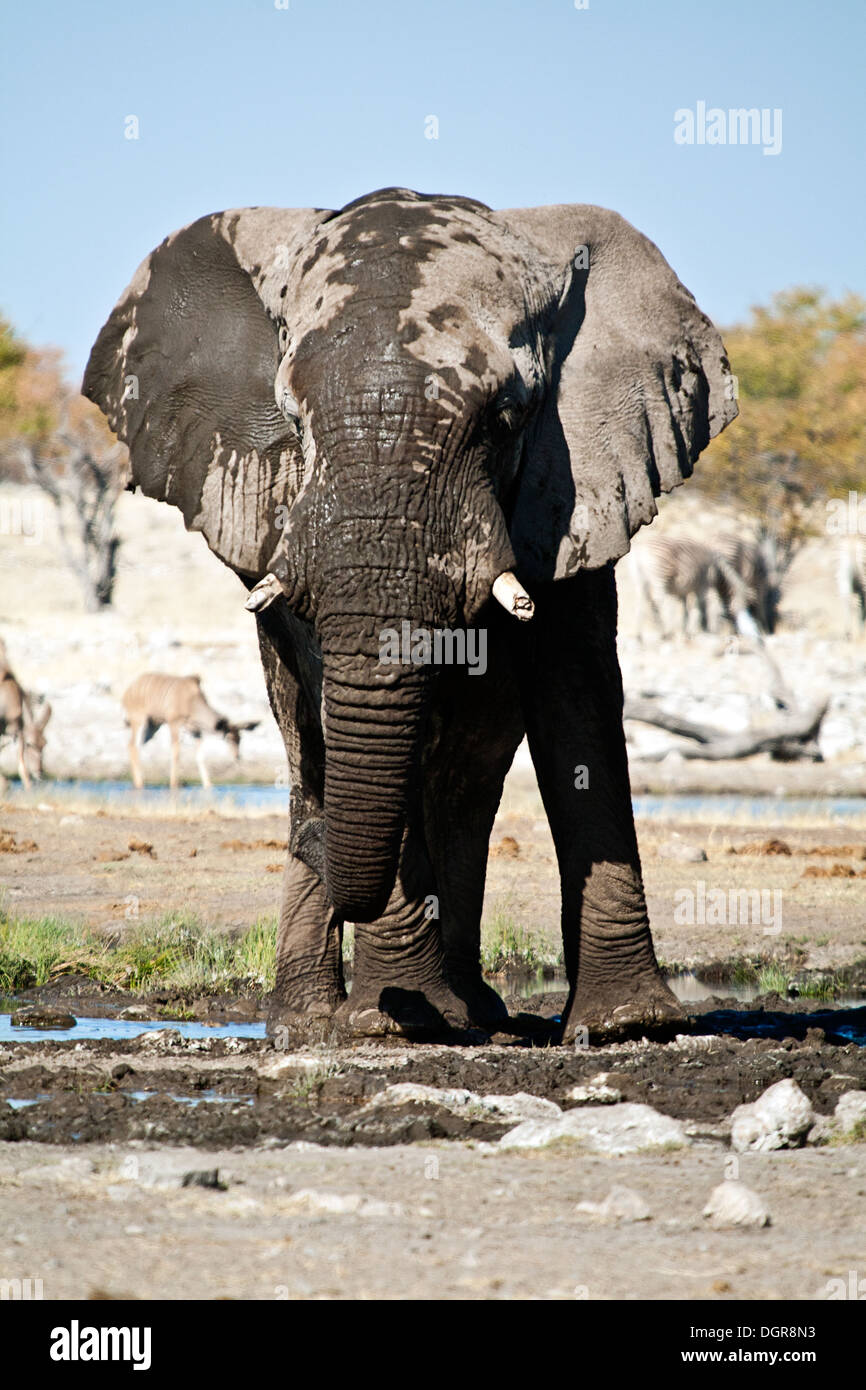 Ein Elefant mit einem Schlammbad Stockfoto