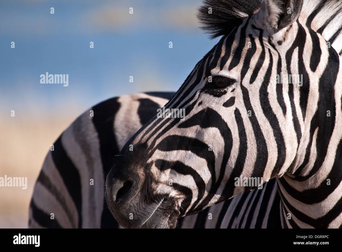 Zebra Kopf Stockfoto