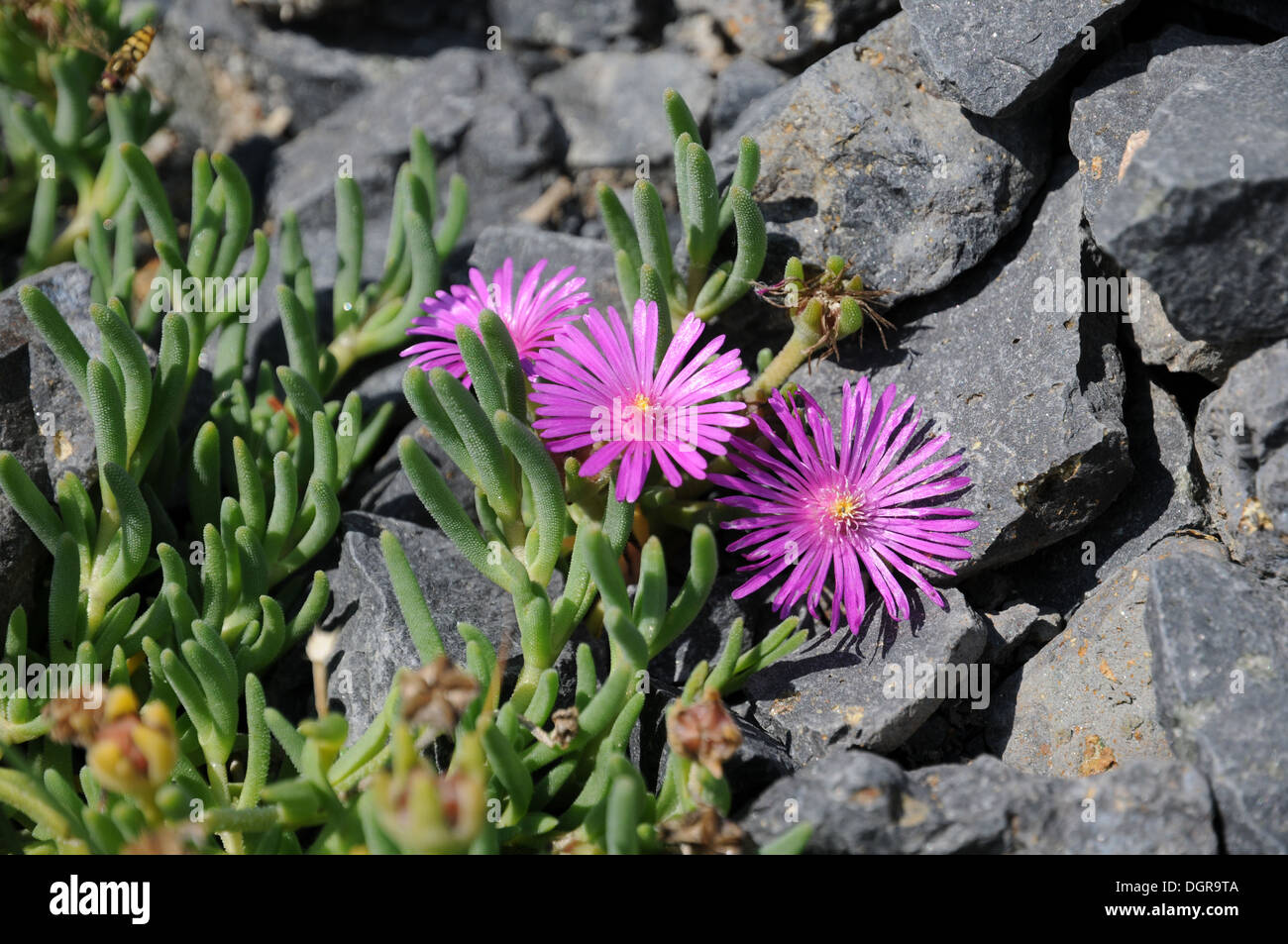 Lampranthus spectabilis Stockfoto