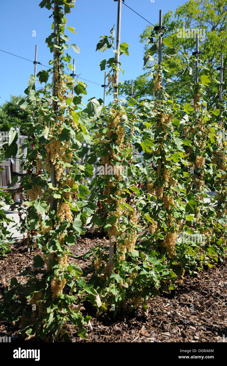 Rote Johannisbeeren Stockfoto