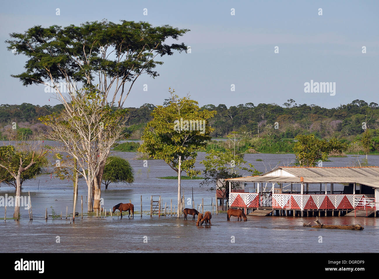 Amazonas auf pferden -Fotos und -Bildmaterial in hoher Auflösung – Alamy