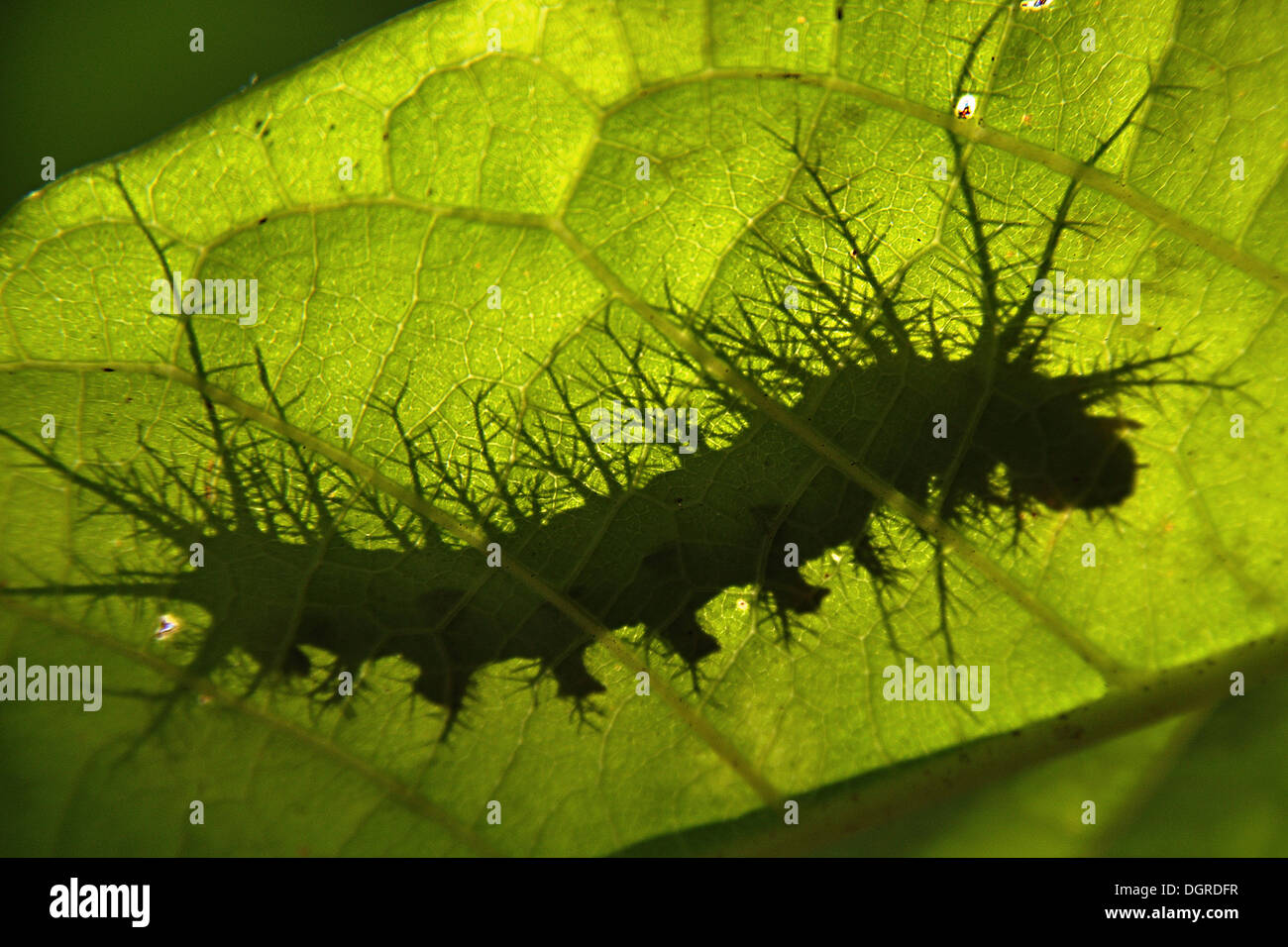 Caterpillar mit Spikes, unbestimmte Arten, Regenwald, Amazonien, Bolivien, Südamerika Stockfoto