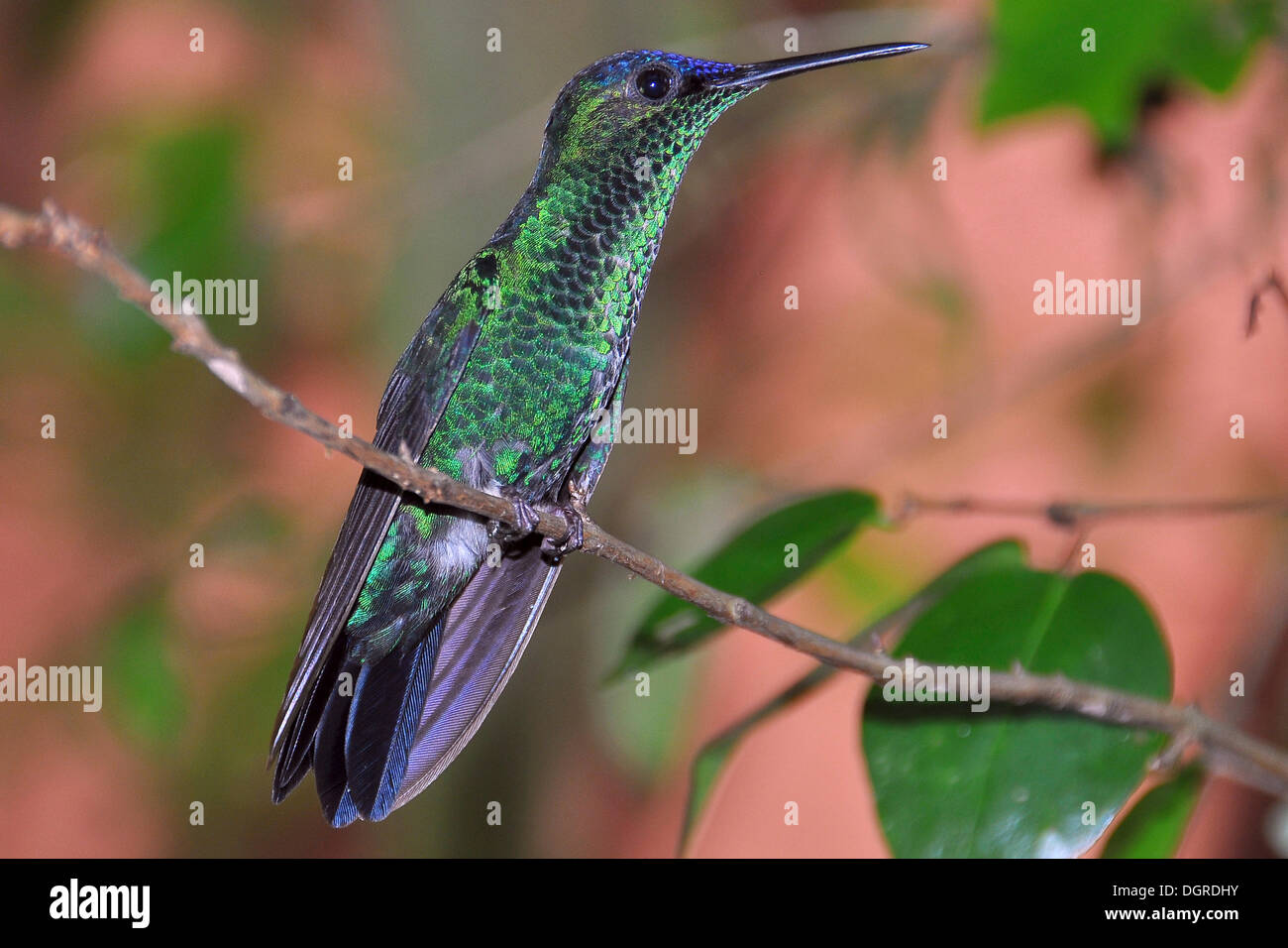 Violett-capped woodnymph (thalurania glaucopis oder trochilus glaucopis) auf einem Zweig, Ilha Grande, Brasilien, Südamerika Stockfoto