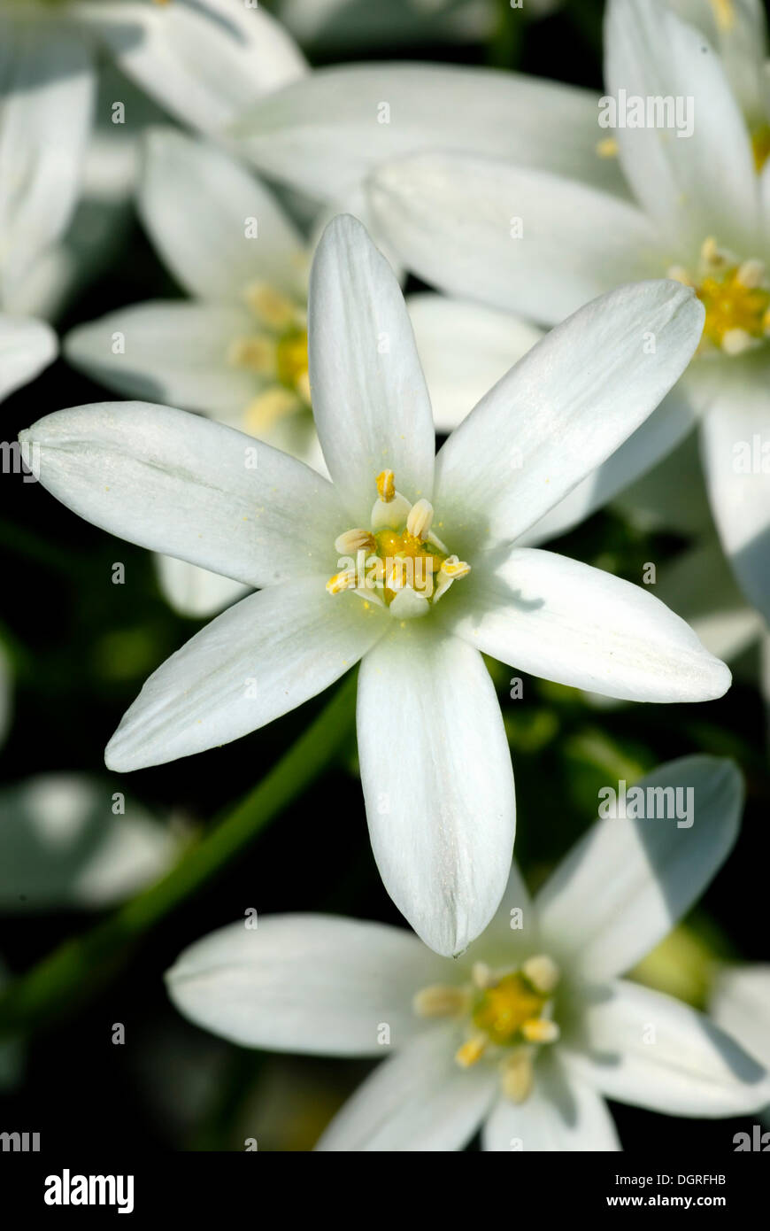 Stern-von-bethlehem oder Gras Lily (ornithogalum umbellatum) Stockfoto