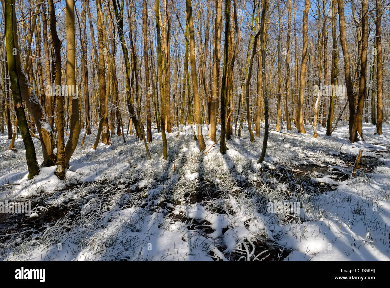 Winterliche Carr oder sumpfland Wald Stockfoto