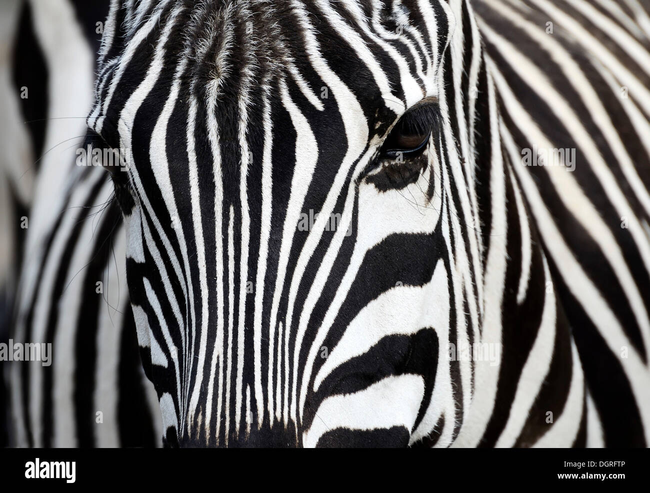 Ebenen zebra oder Burchell's Zebra (Equus quagga), in Gefangenschaft, gettorf Zoo, schleswig-holstein Stockfoto