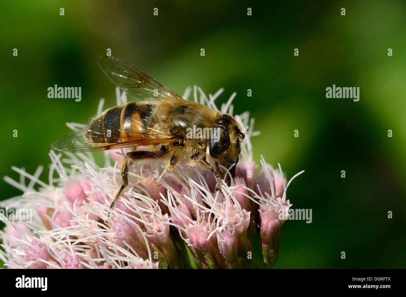 Europäische Hoverfly oder dronefly (eristalis Tenax) auf Hanf - agrimony (eupatorium cannabinum), in der Nähe von lassahn, schaal See Region Stockfoto