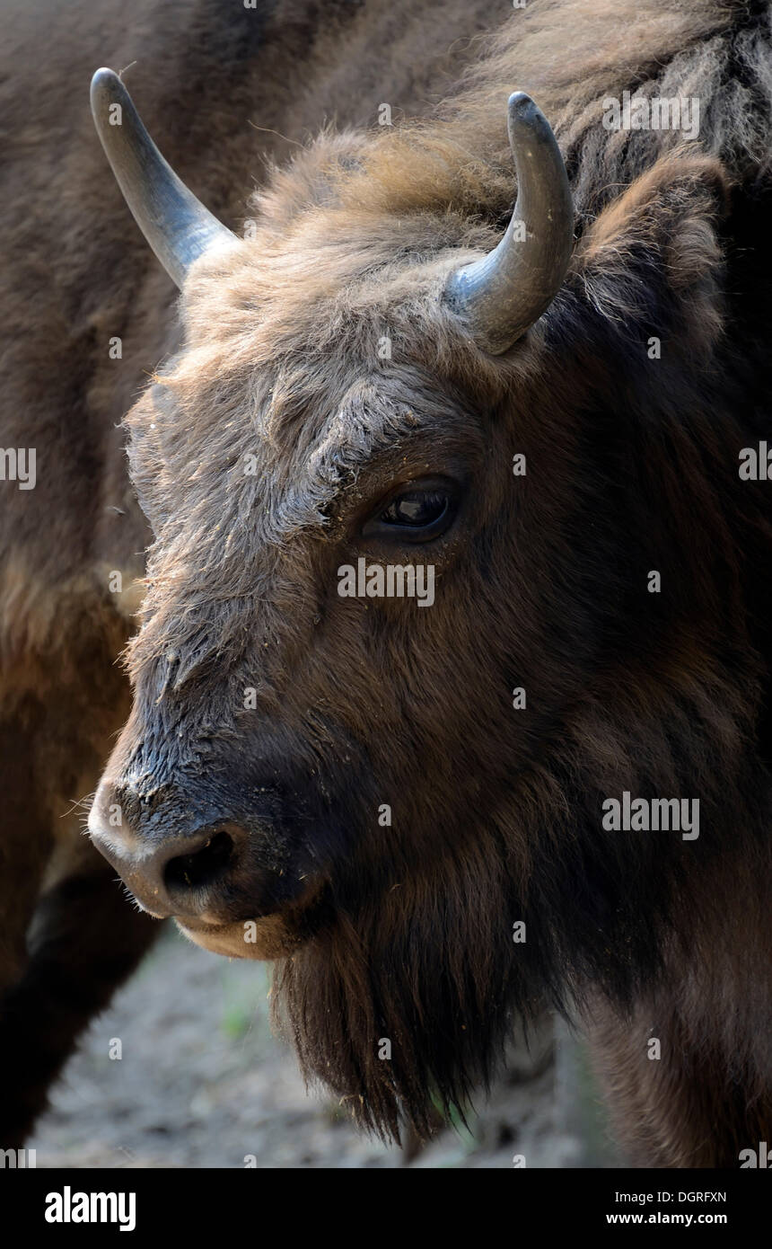 Wisent oder Europäische Bison (Bison bonasus), junge Tier, Damerower Werder bison Gehäuse, Mecklenburgische Seenplatte, Stockfoto