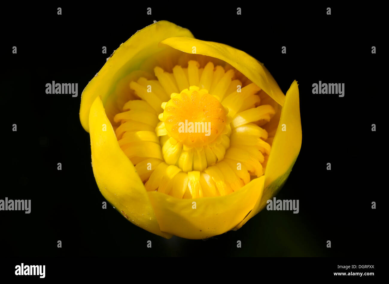 Blume von einem gelben Teich Lily (Nuphar lutea), koelpinsee schwenzin Bucht in See, Mecklenburger Seenplatte, Nossentiner/Schwinzer Stockfoto
