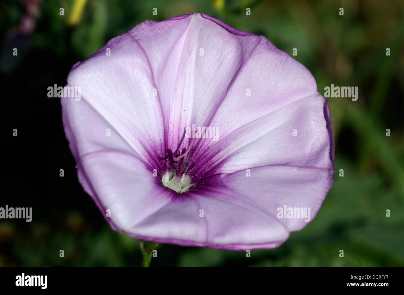 Morning Glory (ipomoea palmata), moriani, Korsika, Frankreich, Europa Stockfoto