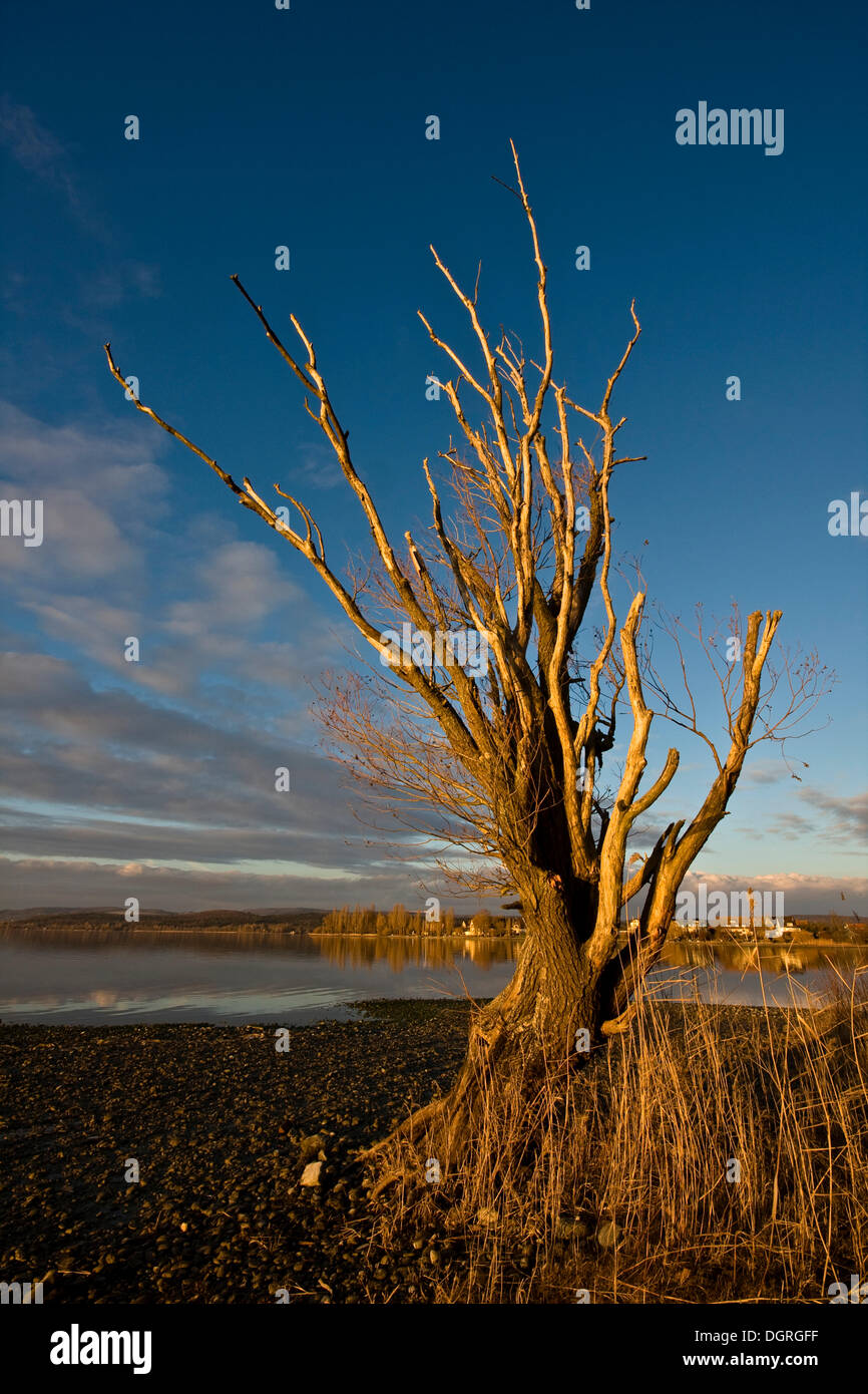 Toter Baum auf der Strand von Reichenau Insel, Grafschaft Landkreis Konstanz, Baden-Württemberg Stockfoto