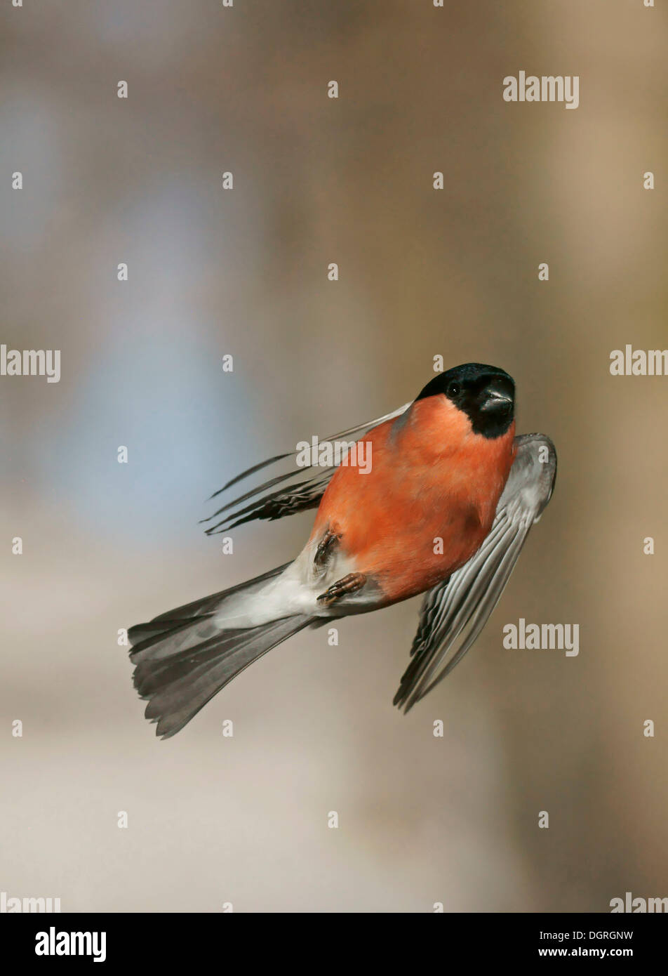 Weibliche eurasischen Gimpel (Pyrrhula Pyrrhula) im Flug Stockfoto