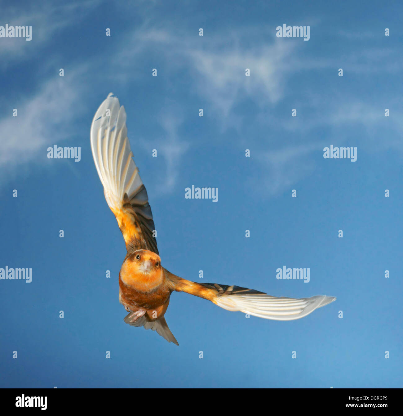 Kanarienvogel (Serinus Canaria Forma Domestica) im Flug Stockfoto
