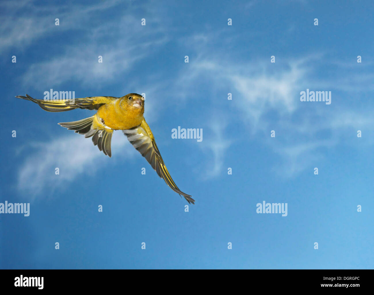 Kanarienvogel (Serinus Canaria Forma Domestica) im Flug Stockfoto