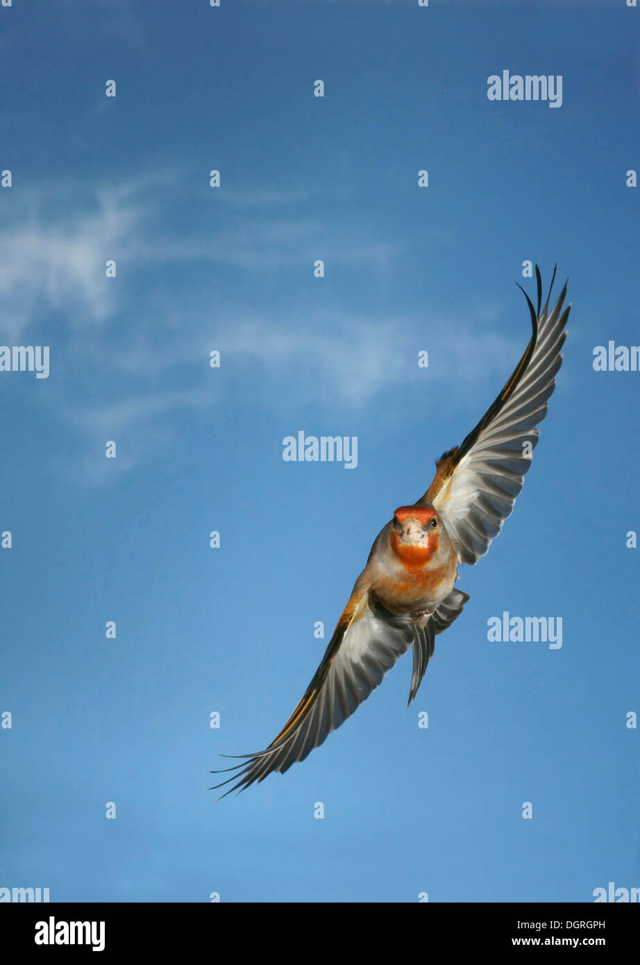Canary-Stieglitz Mischling im Flug Stockfoto