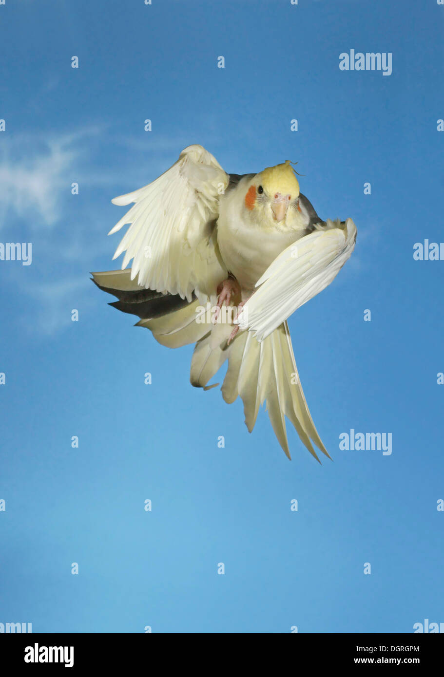 Nymphensittich (Nymphicus Hollandicus) im Flug Stockfoto