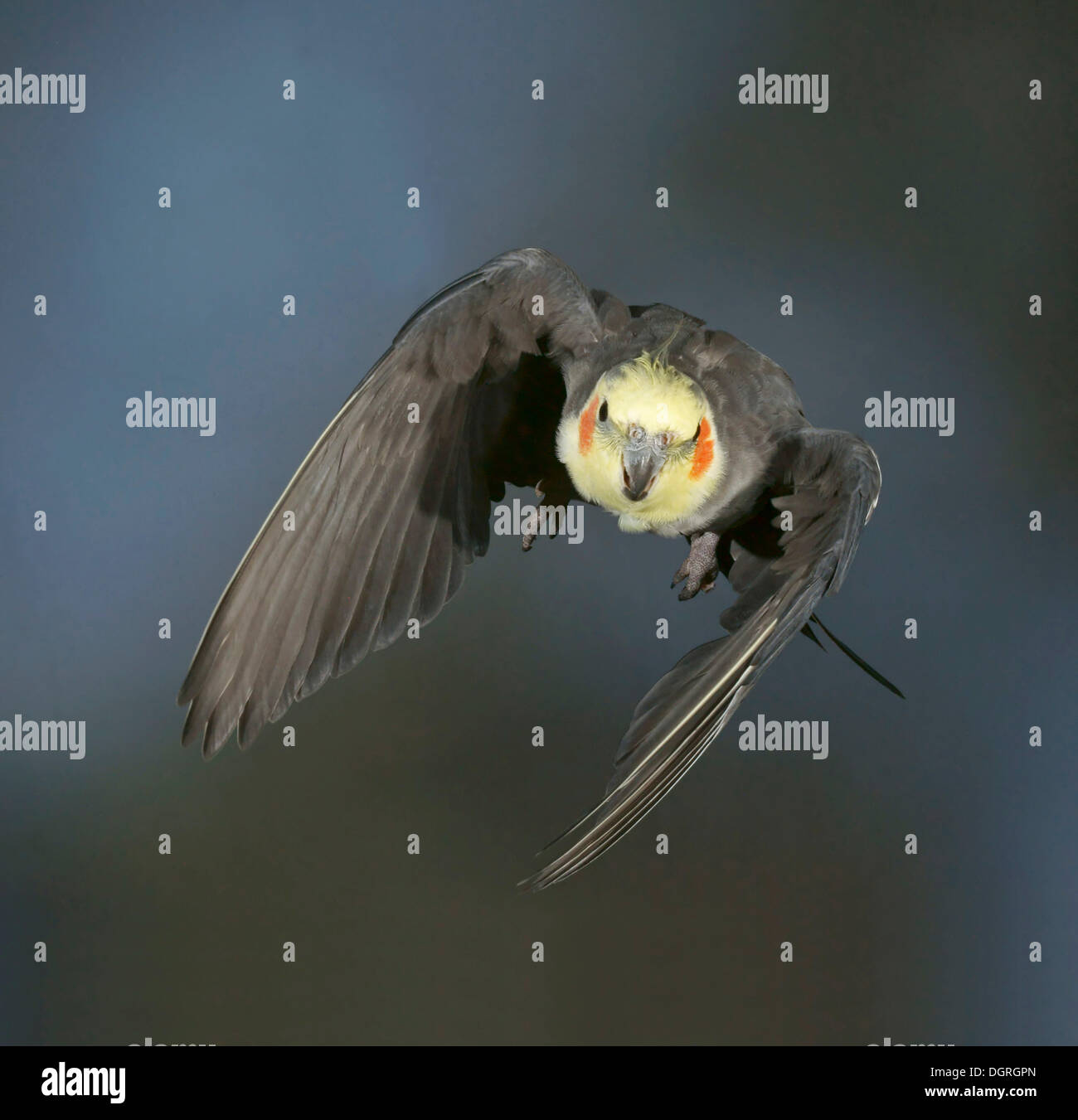 Nymphensittich (Nymphicus Hollandicus) im Flug Stockfoto