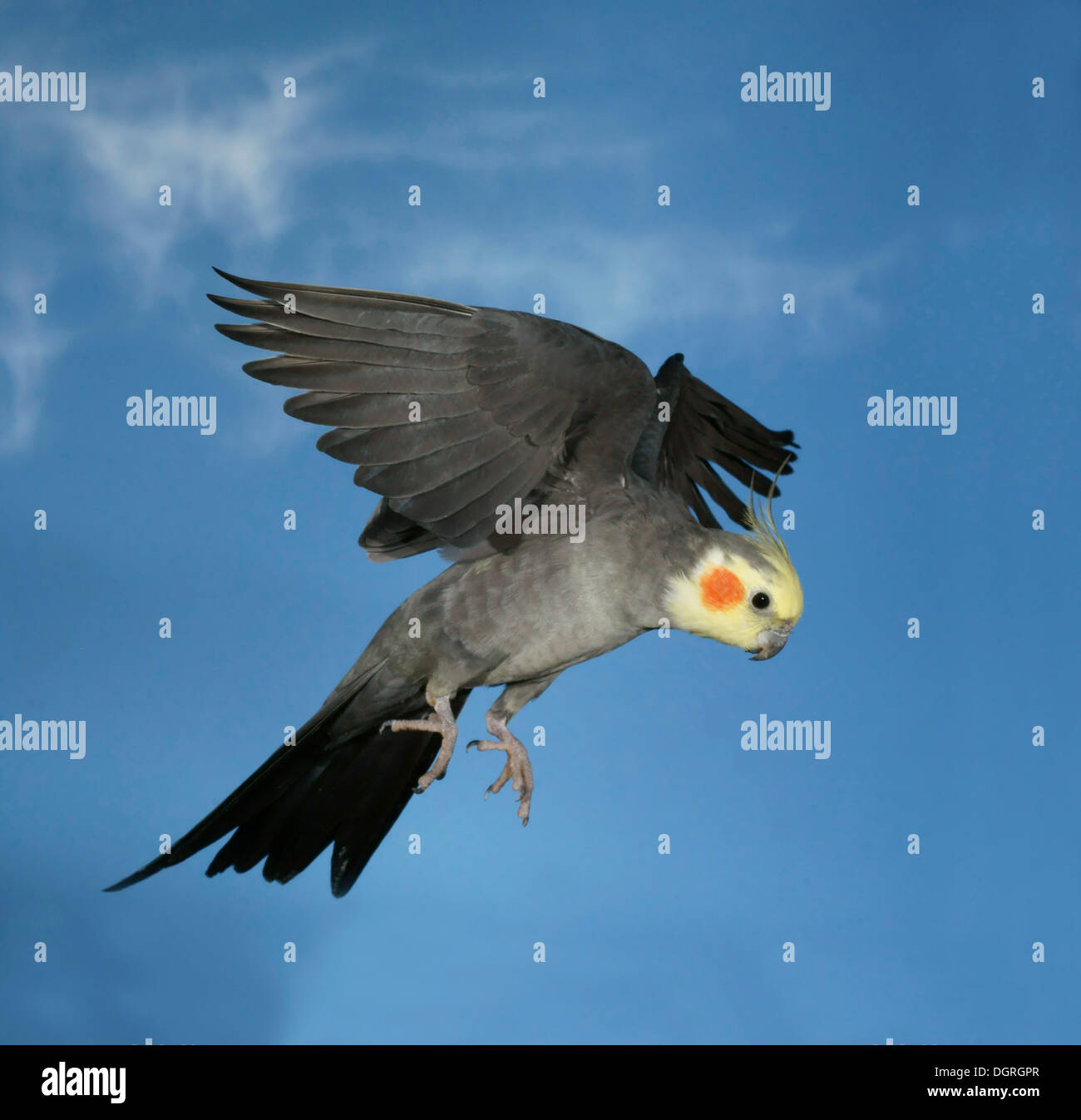 Nymphensittich (Nymphicus Hollandicus) im Flug Stockfoto