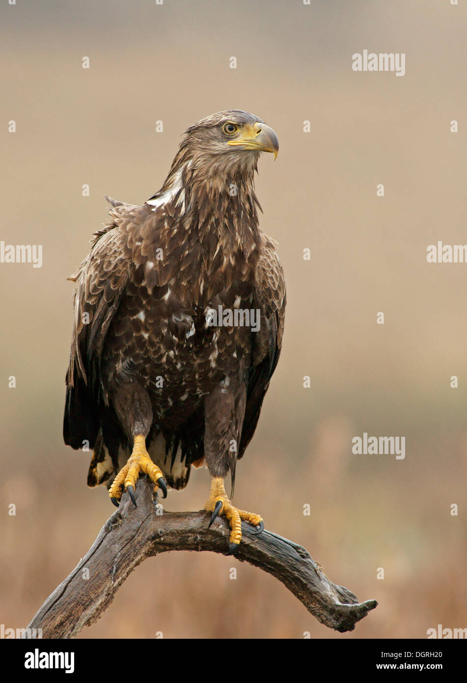 White-tailed Eagle oder Seeadler (Haliaeetus Horste), Feldberger gesehen, Seen, Mecklenburg-Vorpommern Stockfoto