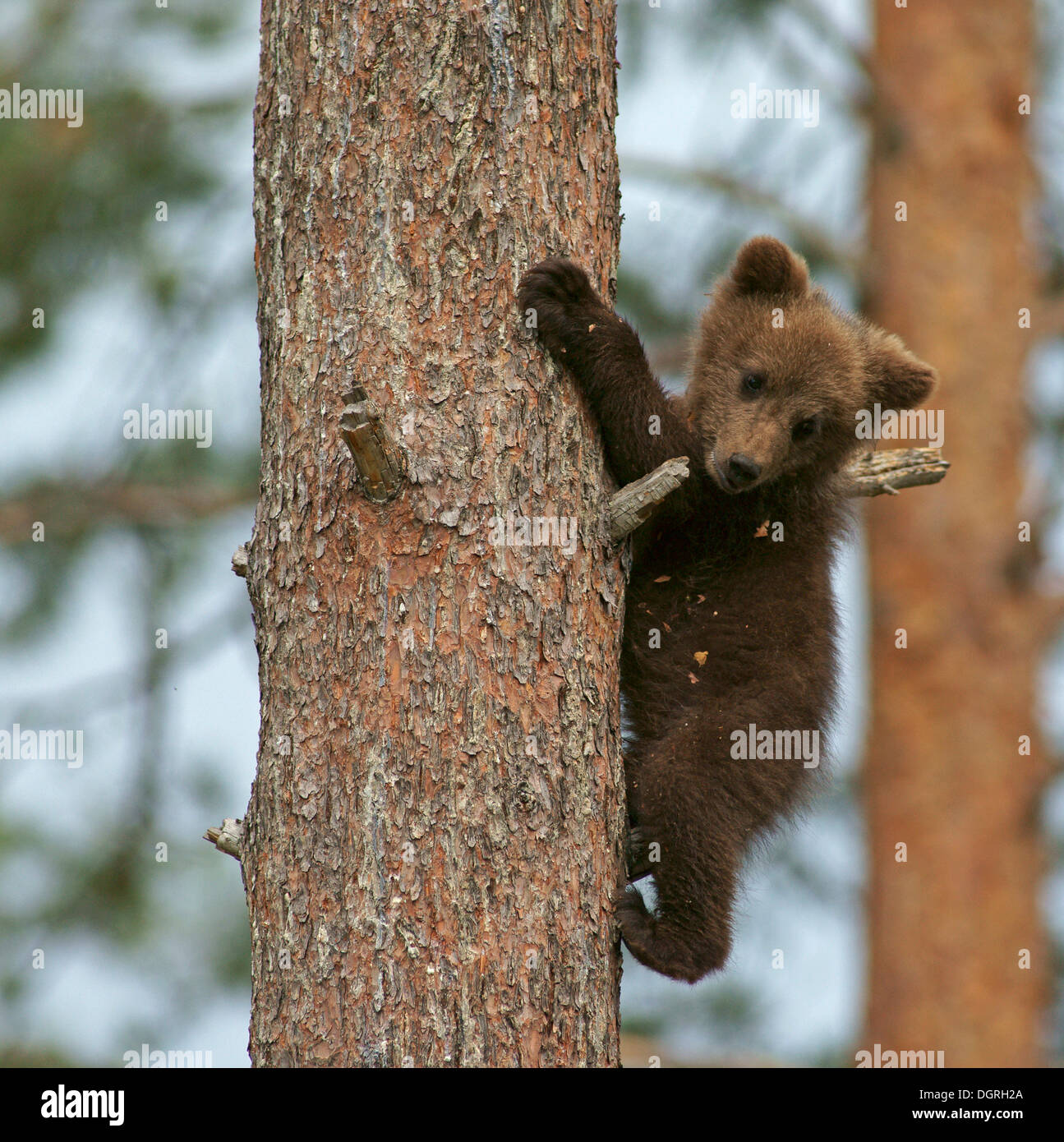 Braunbär (Ursus Arctos) Cub Klettern ein Baum, Karelien, Finnland, Europa Stockfoto