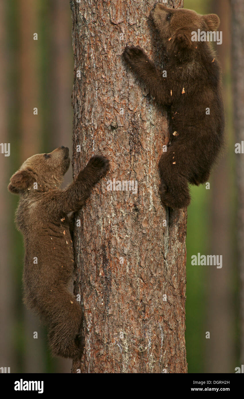 Zwei Braunbären Cubs (Ursus Arctos) klettern ein Baum, Karelien, Finnland, Europa Stockfoto