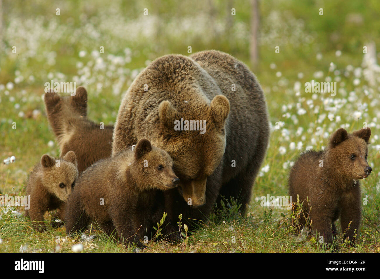 Braune Bären (Ursus Arctos), Mutter Bär mit jungen, Karelien, Finnland, Europa Stockfoto