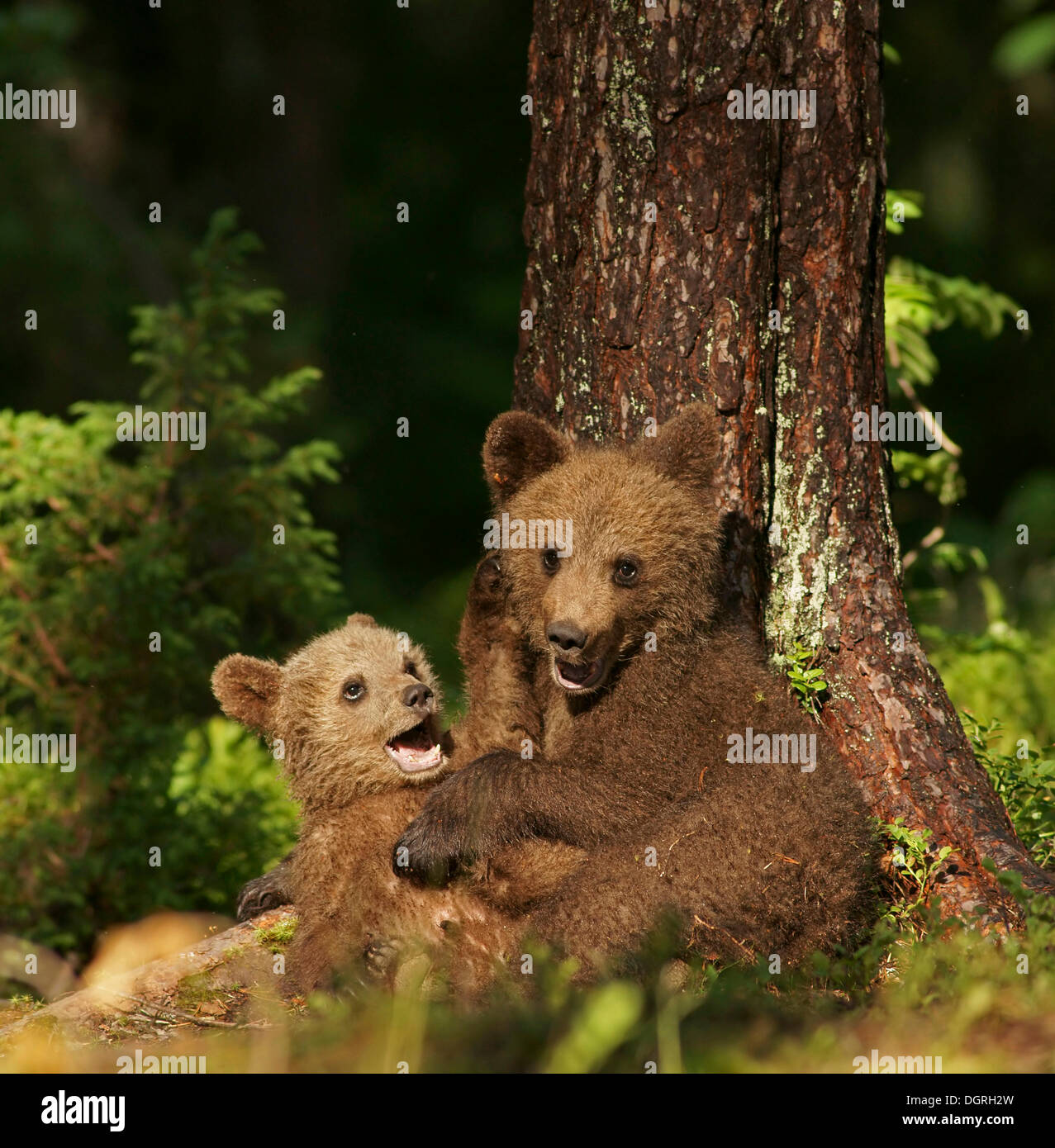 Zwei jungen Braunbären (Ursus Arctos), Karelien, Finnland, Europa Stockfoto