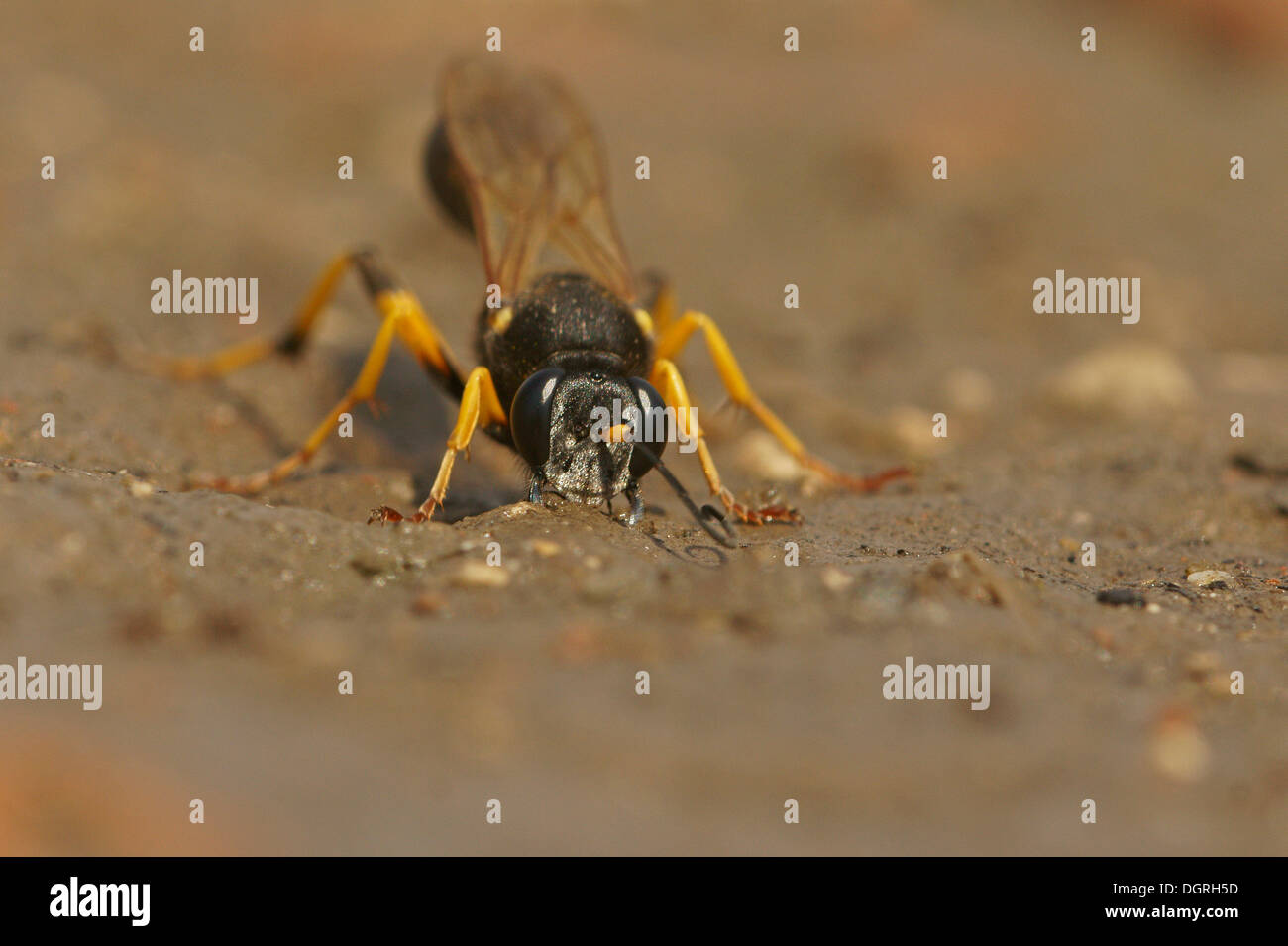 Schlamm Dauber Wasp (Sceliphron Destillatorium) sammeln Schlamm, Bulgarien, Europa Stockfoto