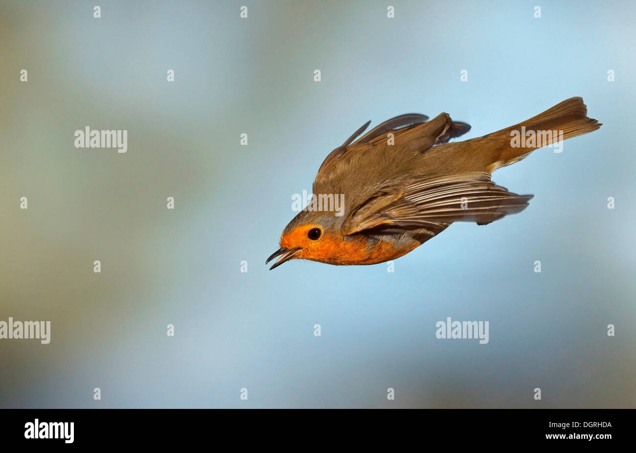 Robin (Erithacus Rubecula) im Flug, Asbach, Bad Hersfeld, Hessen, Deutschland Stockfoto
