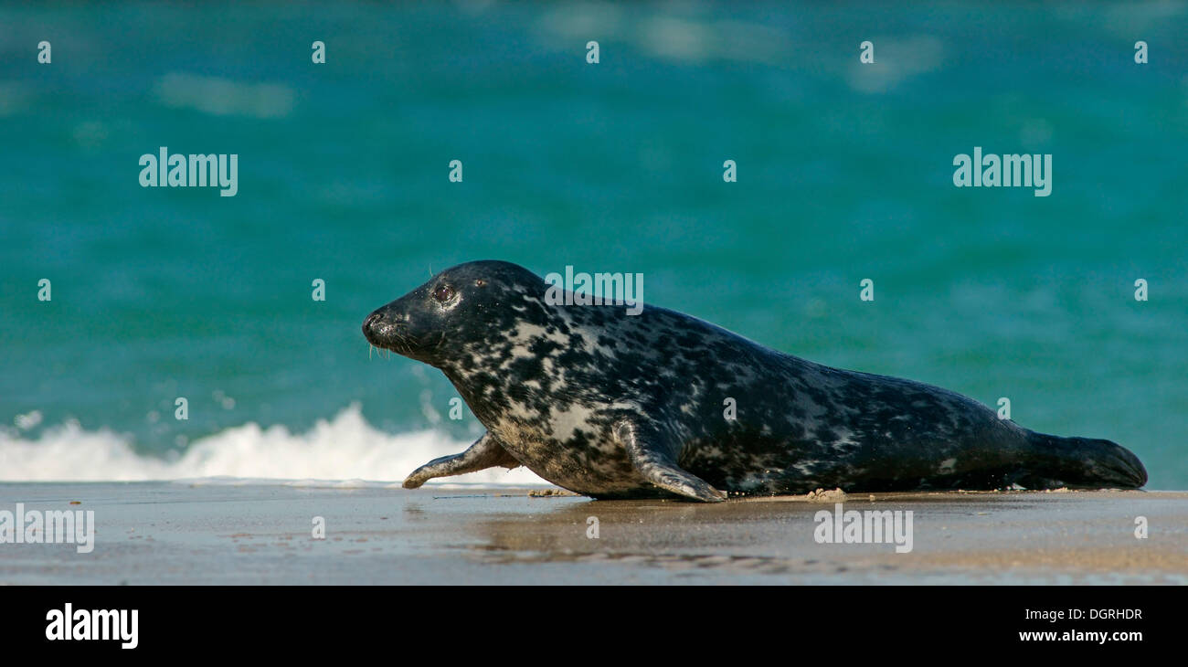 Grey Seal (Halichoerus Grypus), ganze Insel, Helgoland, Schleswig-Holstein, Deutschland Stockfoto