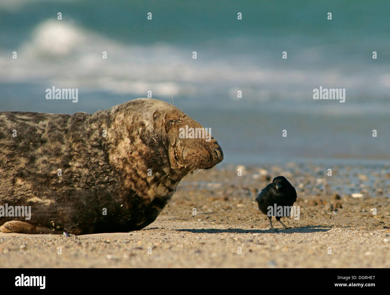 Grey Seal (Halichoerus Grypus), ganze Insel, Helgoland, Schleswig-Holstein, Deutschland Stockfoto