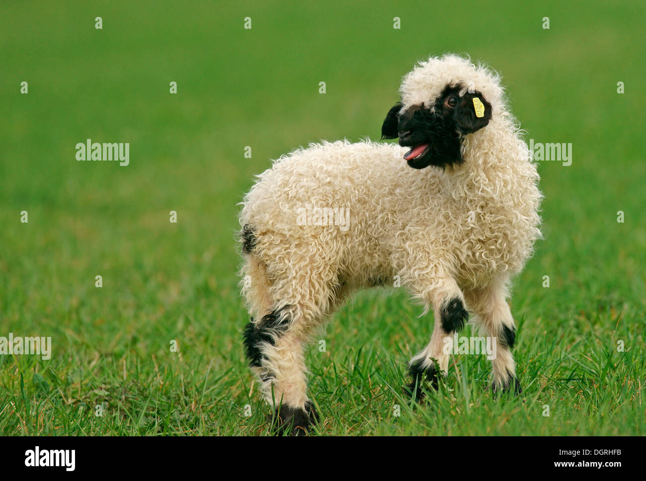 Valais Blacknose Schafe (Ovis Orientalis Aries), Lamm, Bad Hersfeld, Hessen, Deutschland Stockfoto