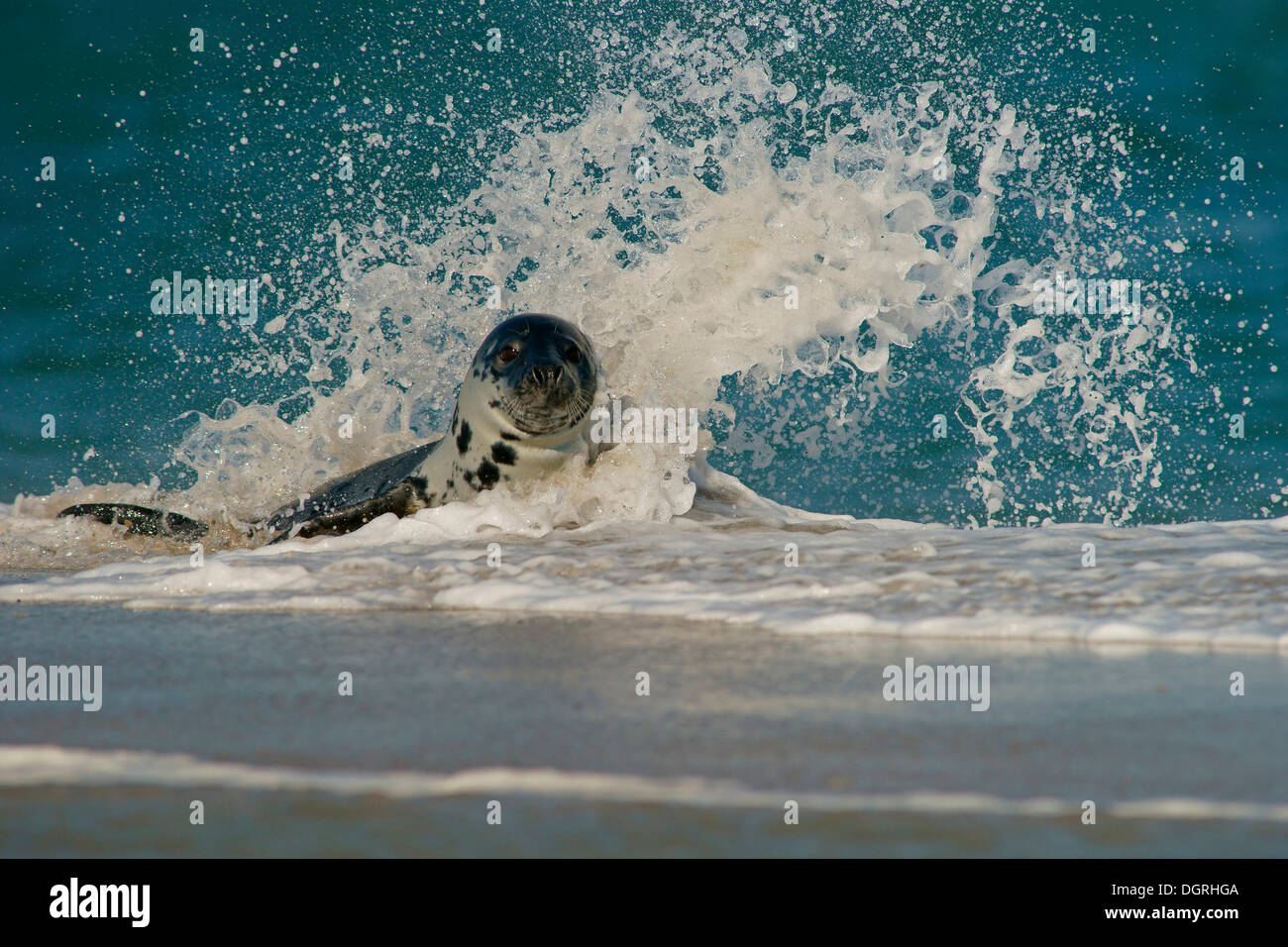 Grey Seal (Halichoerus Grypus), ganze Insel, Helgoland, Schleswig-Holstein, Deutschland Stockfoto