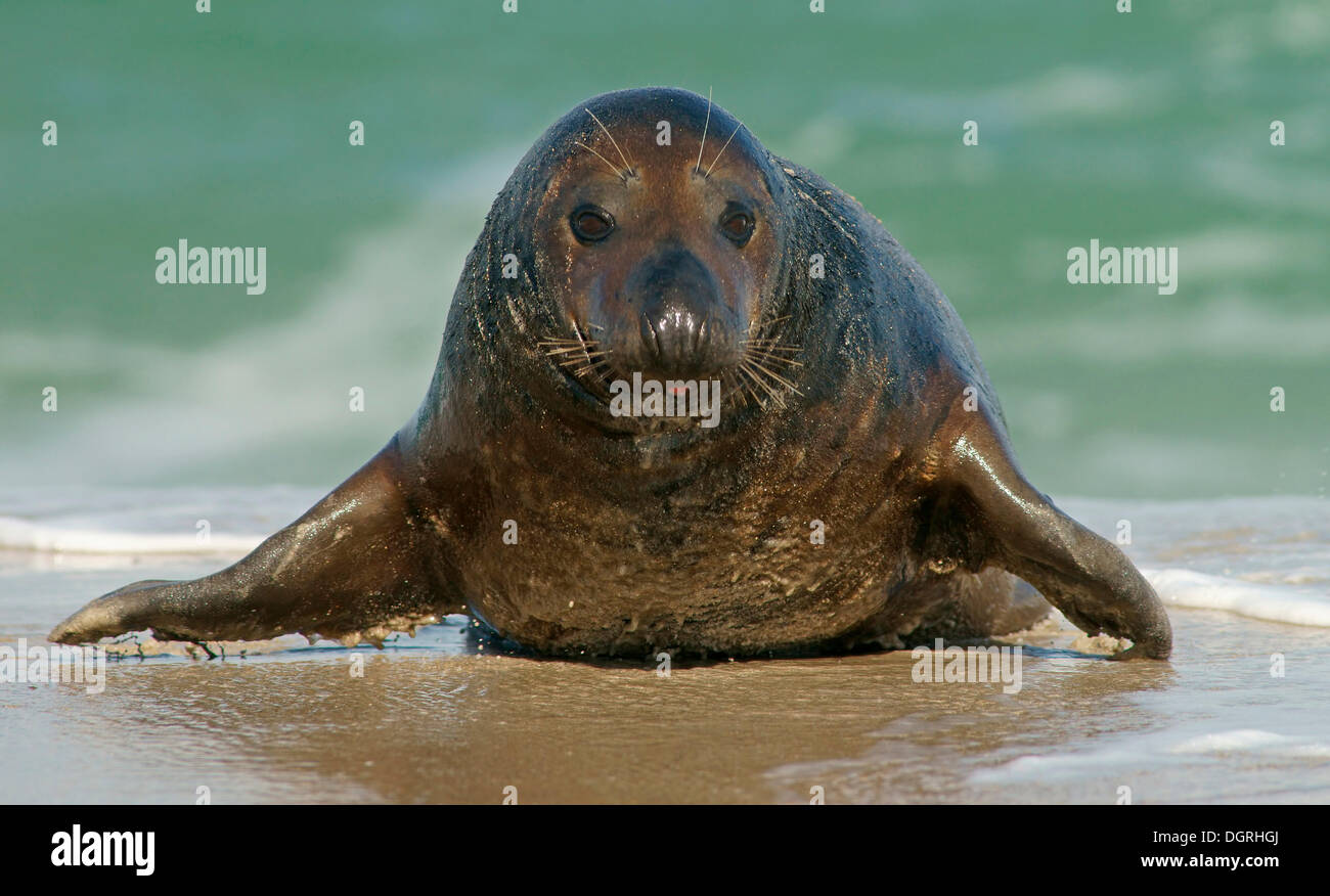 Grey Seal (Halichoerus Grypus), ganze Insel, Helgoland, Schleswig-Holstein, Deutschland Stockfoto