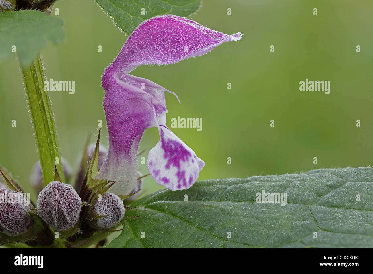Blume lila Taubnessel oder lila Erzengel (Lamium Purpureum), Niederaula, Hessen, Deutschland Stockfoto