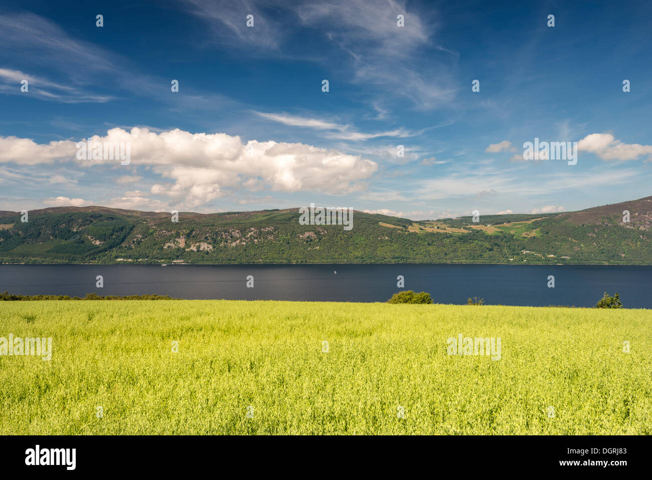 Blick über ein Feld Hafer in Richtung Loch Ness, North West Highlands, Schottland, Vereinigtes Königreich, Europa Stockfoto