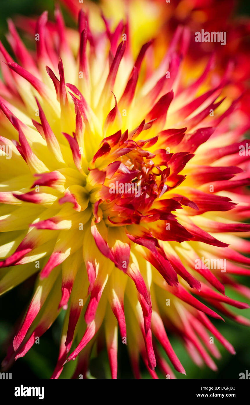 Dahlie (Dahlia), Jessica Vielfalt Stockfoto