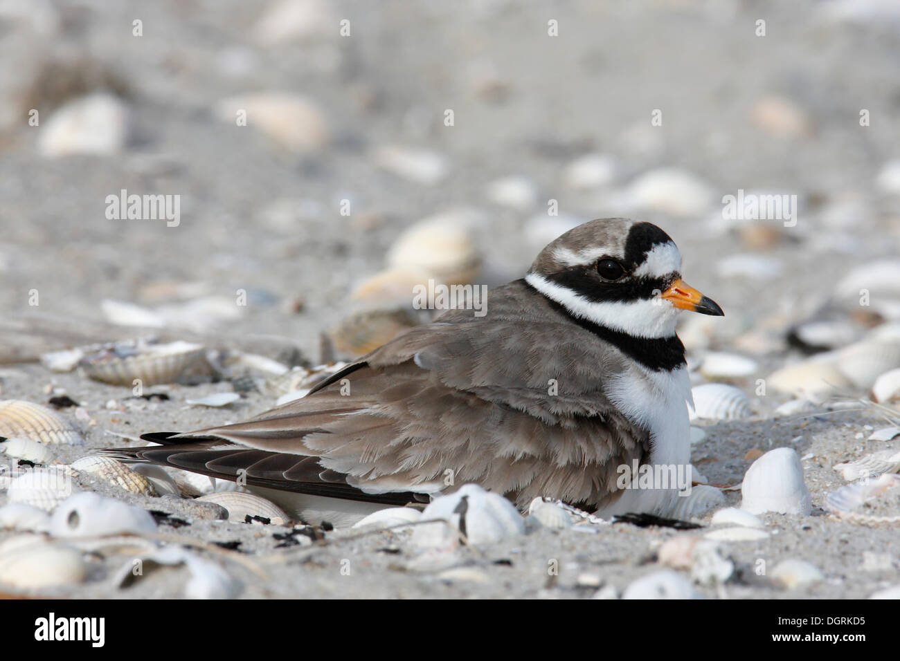 Flussregenpfeifer-Regenpfeifer (Charadrius Hiaticula) brütet auf ein Nest, Ostfriesischen Inseln, Ostfriesland, Niedersachsen, Deutschland Stockfoto