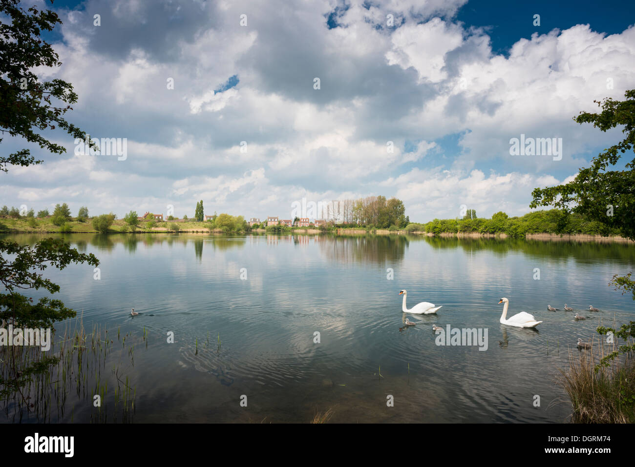 Eine große Familie von Schwänen, Erwachsene und kleine Cygnets im Auge grün lokalen Naturreservat, Peterborough, im Mai Stockfoto